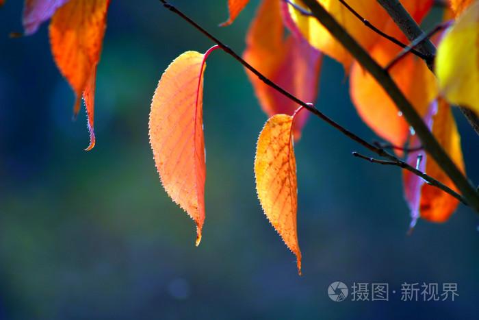 精品国内自产拍在线观看尤物,91热这里只有精品,王妃暗卫肉H共妻大肉